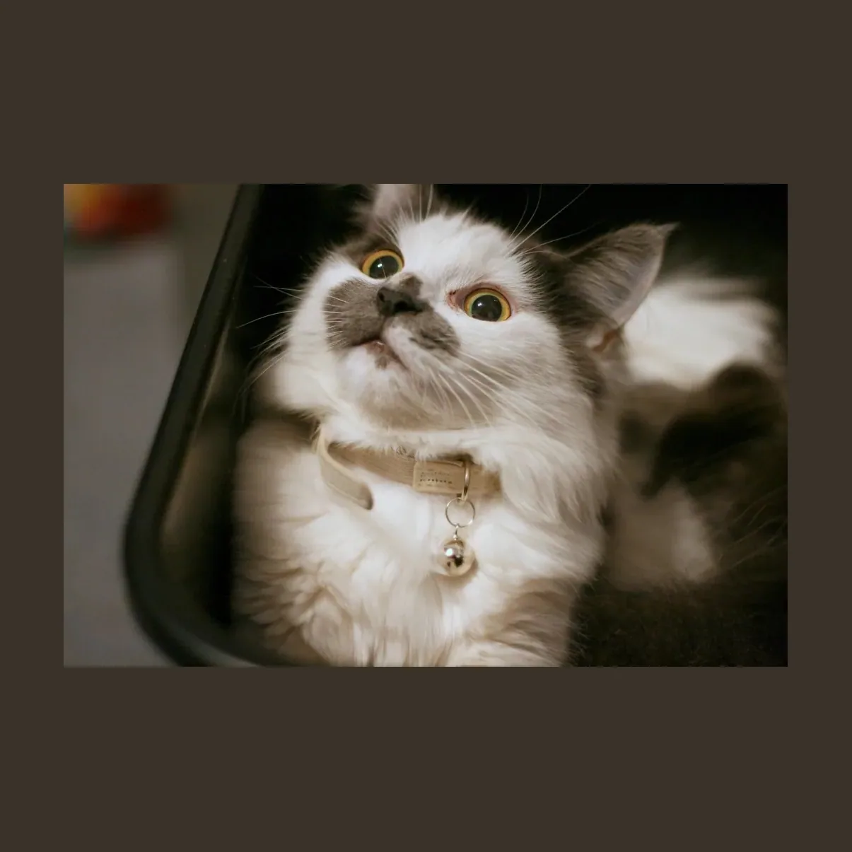 Tu gato también brilla